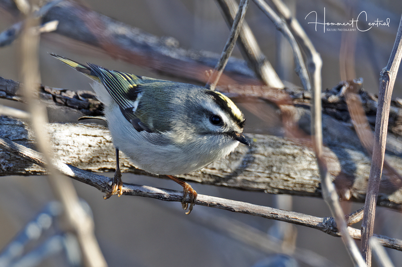 Golden-crowned Kinglet (07).jpg