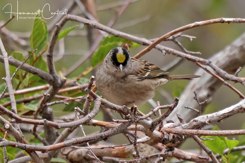 Golden-crowned Sparrow (03).jpg