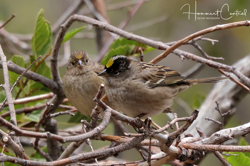 Golden-crowned Sparrow (04).jpg