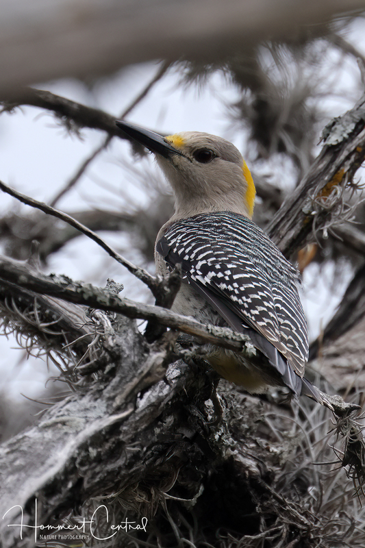 Golden-fronted Woodpecker (female) (03).jpg