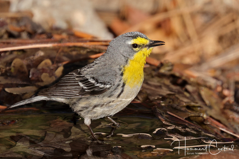 Graces Warbler (01).jpg