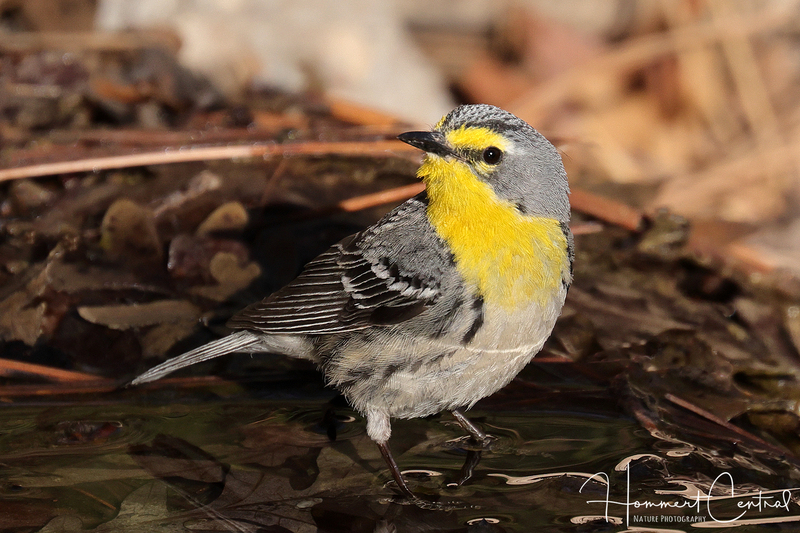 Graces Warbler (02).jpg