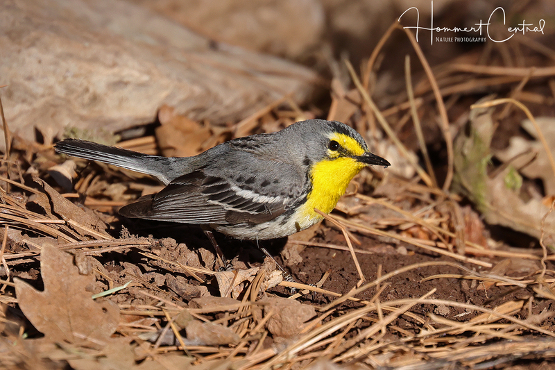 Graces Warbler (04).jpg