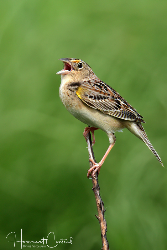 Grasshopper Sparrow (17).jpg