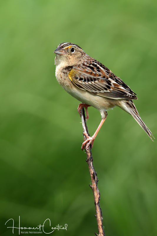 Grasshopper Sparrow (18).jpg
