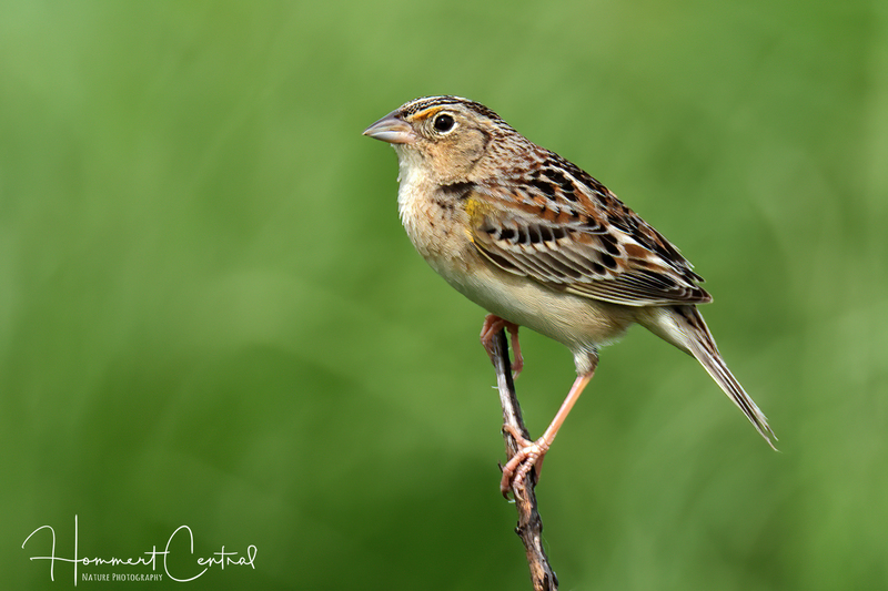 Grasshopper Sparrow (19).jpg