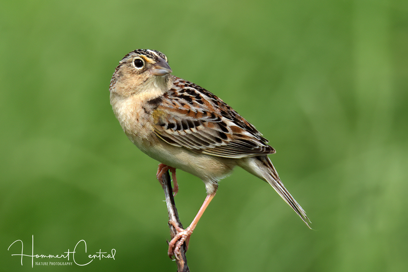 Grasshopper Sparrow (20).jpg