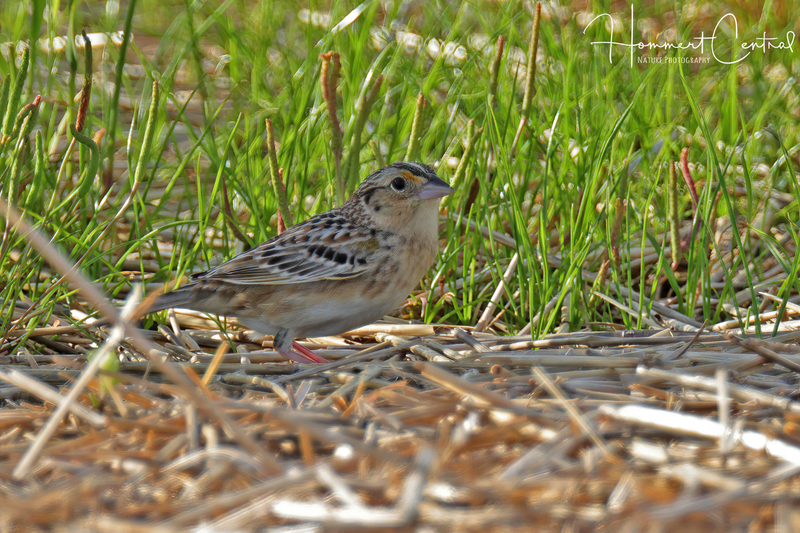 Grasshopper Sparrow (21).jpg
