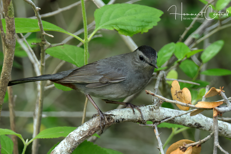 Gray Catbird (14).jpg