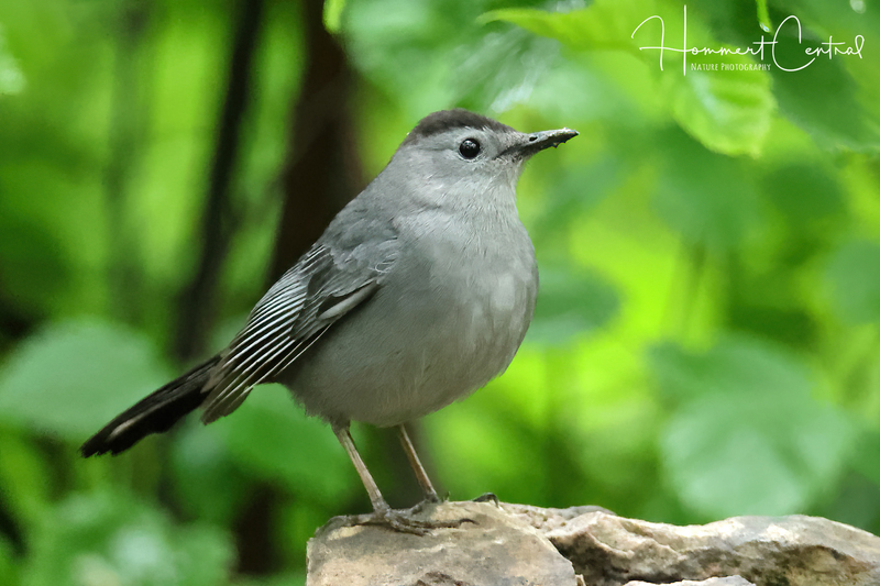 Gray Catbird (15).jpg