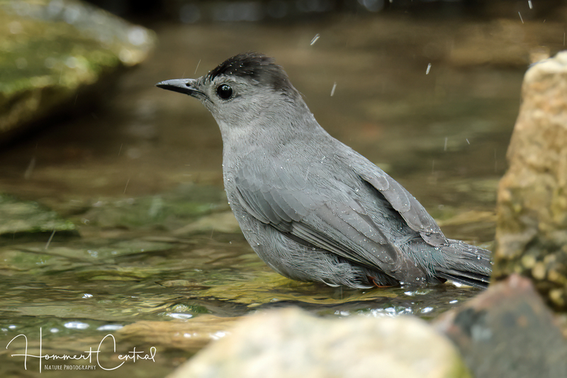 Gray Catbird (16).jpg