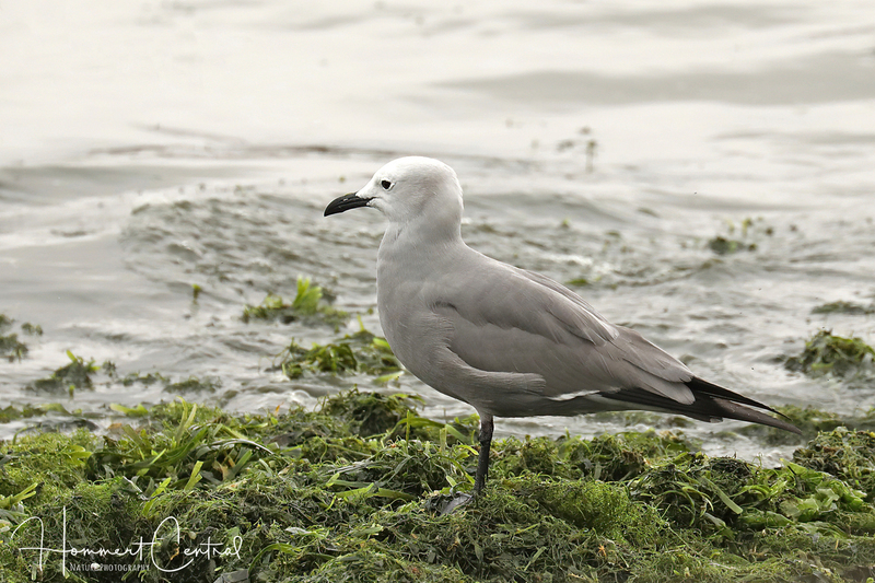 Gray Gull (01).jpg