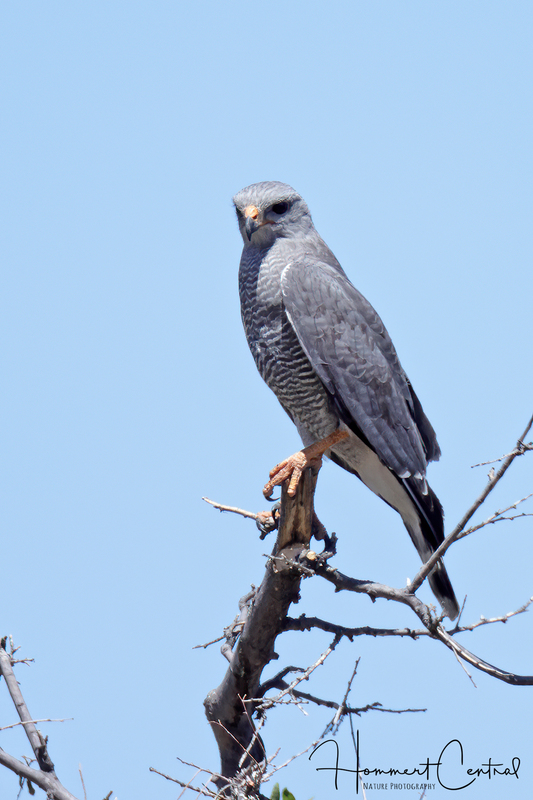 Gray Hawk (05).jpg