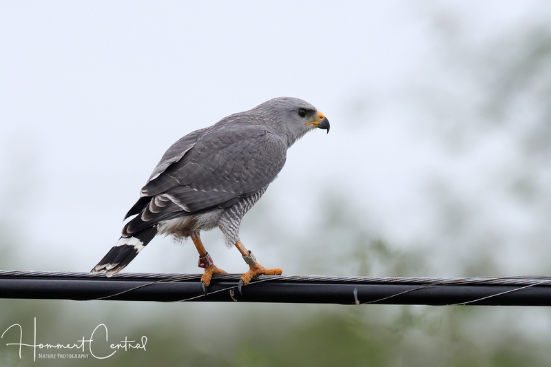 Gray Hawk (06).jpg