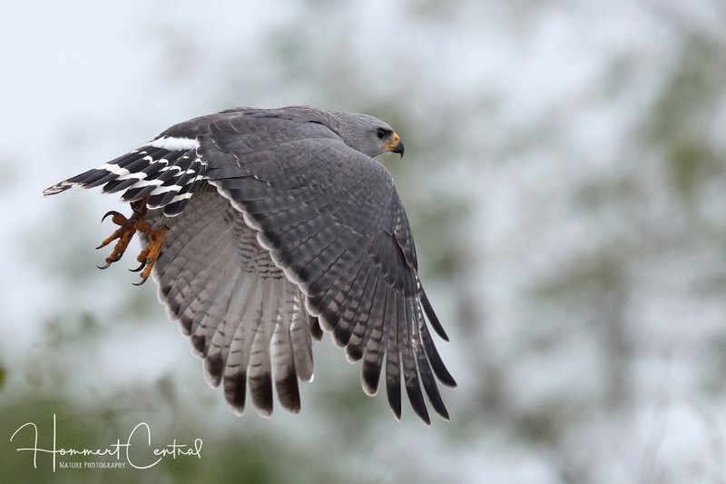 Gray Hawk (07).jpg