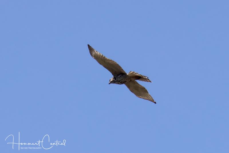 Gray Hawk (immature) (02).jpg