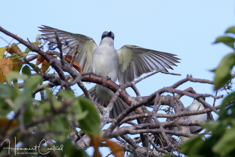 Gray Kingbird (03).jpg