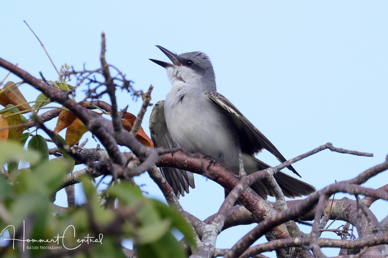 Gray Kingbird (04).jpg