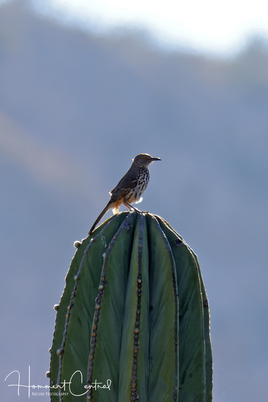 Gray Thrasher (01).jpg