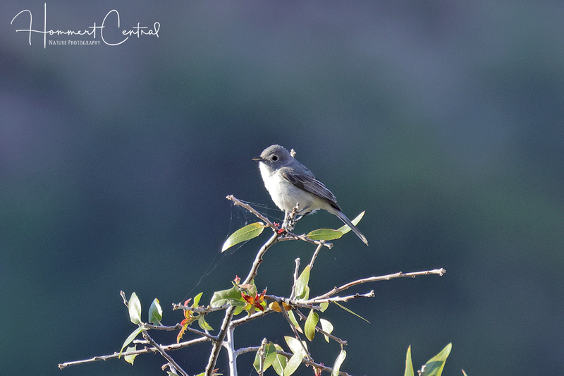 Gray Vireo (01).jpg