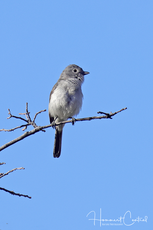 Gray Vireo (02).jpg