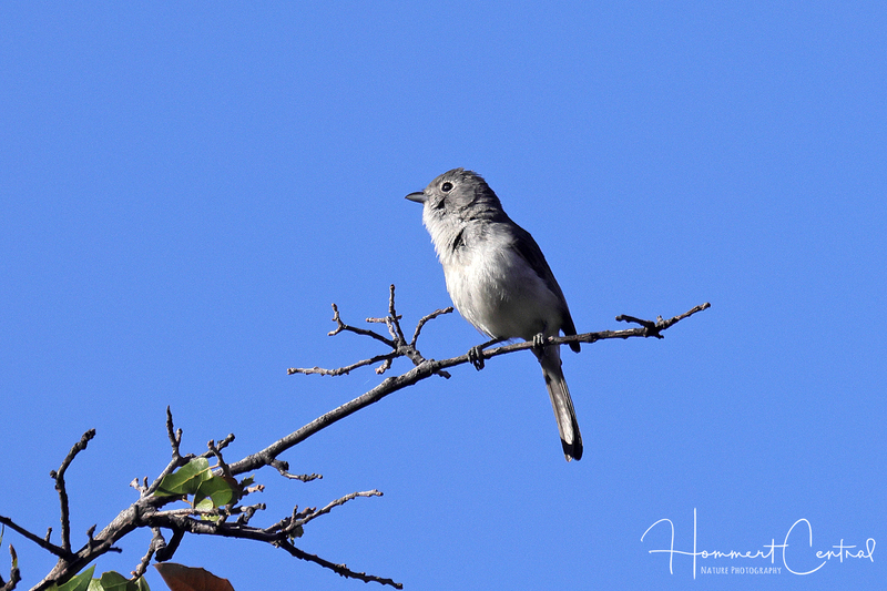Gray Vireo (03).jpg