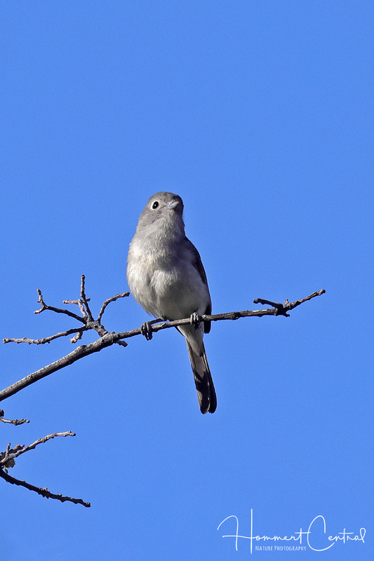 Gray Vireo (04).jpg