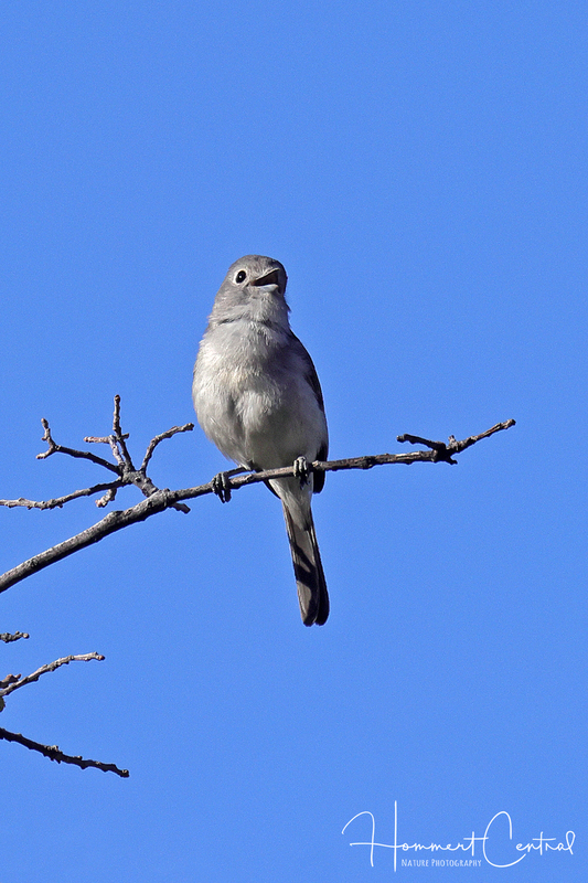 Gray Vireo (05).jpg