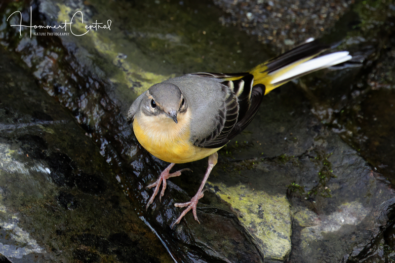 Gray Wagtail (01).jpg