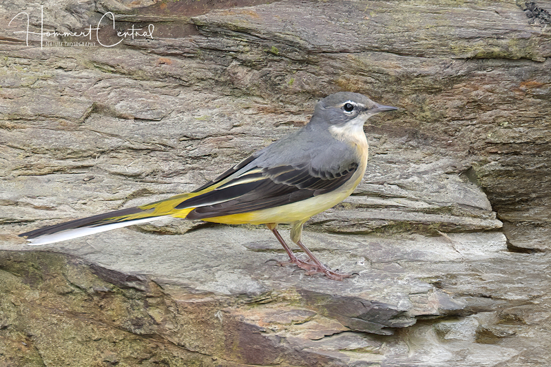 Gray Wagtail (02).jpg