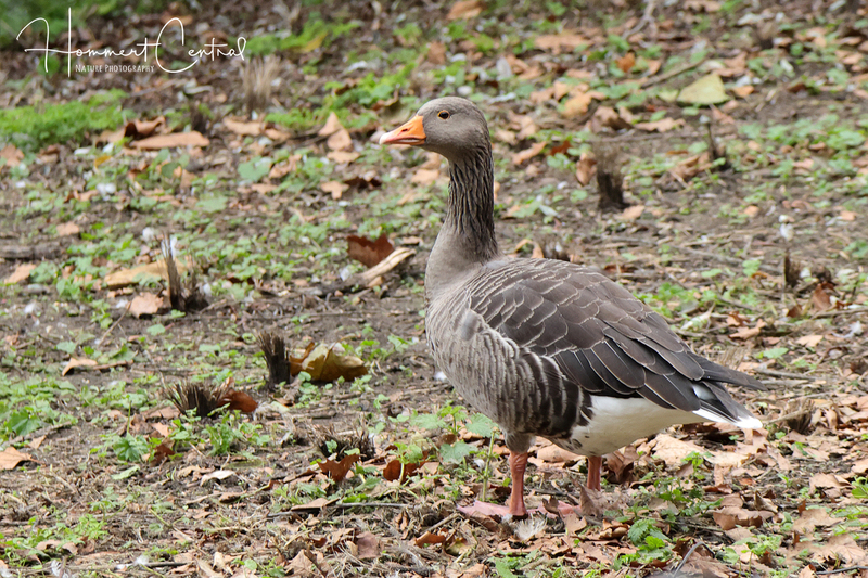 Graylag Goose (07).jpg