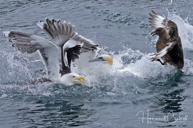 Great Black-backed Gull (07).jpg