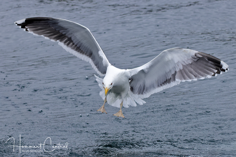 Great Black-backed Gull (09).jpg