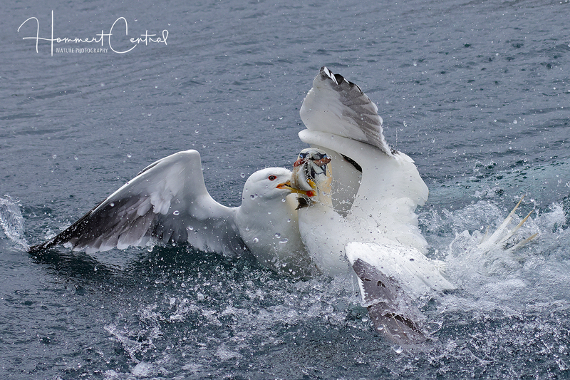 Great Black-backed Gull (10).jpg