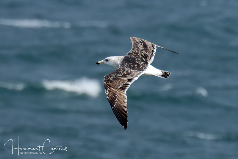 Great Black-backed Gull (second cycle) (01).jpg