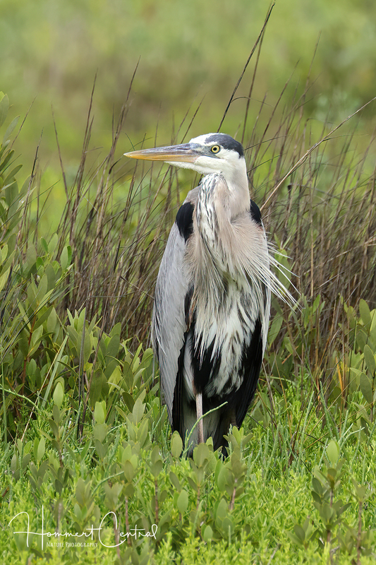 Great Blue Heron (47).jpg