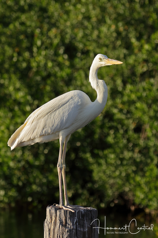 Great Blue Heron (white morph aka Great White Heron) (02).jpg