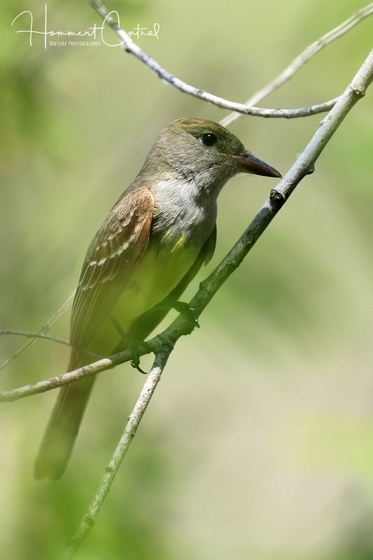 Great Crested Flycatcher (11).jpg