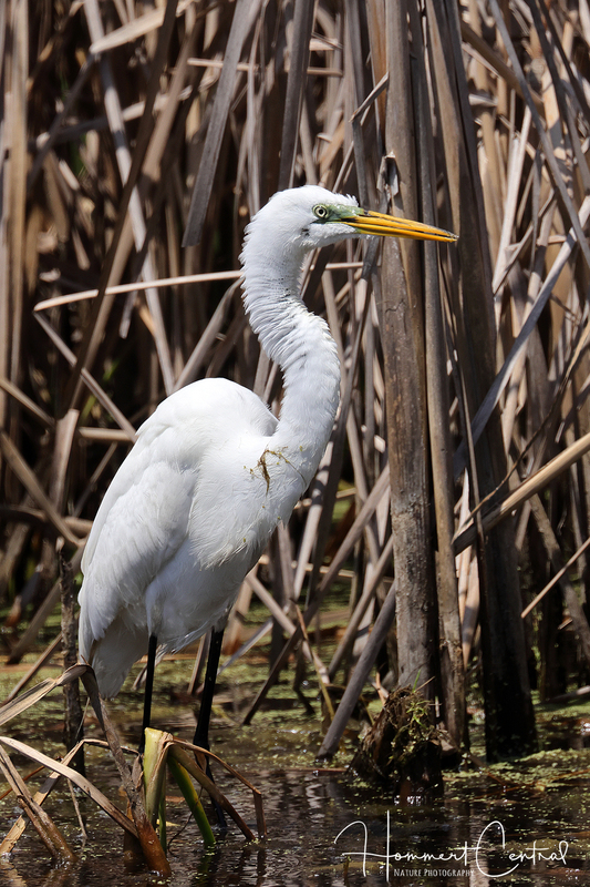 Great Egret (66).jpg