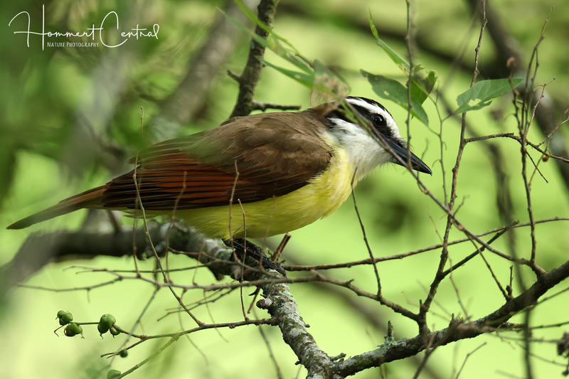 Great Kiskadee (05).jpg