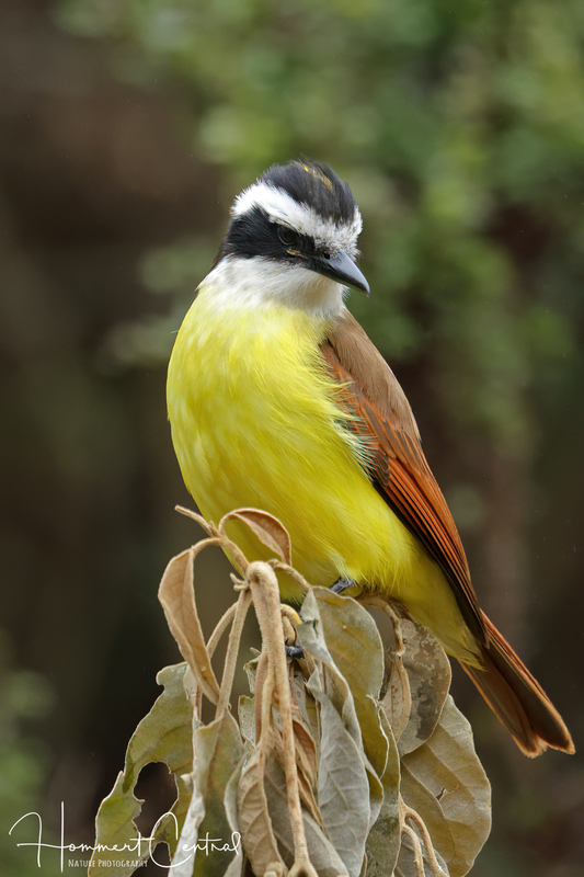 Great Kiskadee (06).jpg