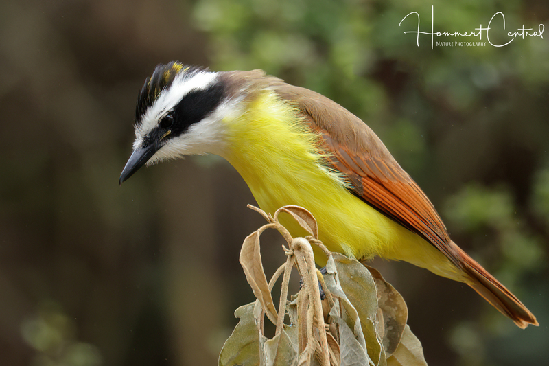 Great Kiskadee (07).jpg