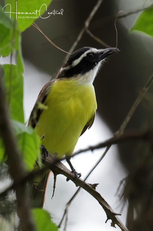 Great Kiskadee (08).jpg