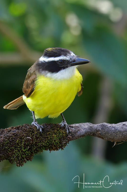 Great Kiskadee (09).jpg