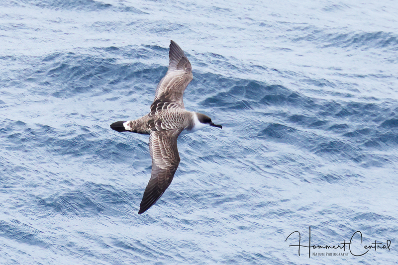 Great Shearwater (02).jpg