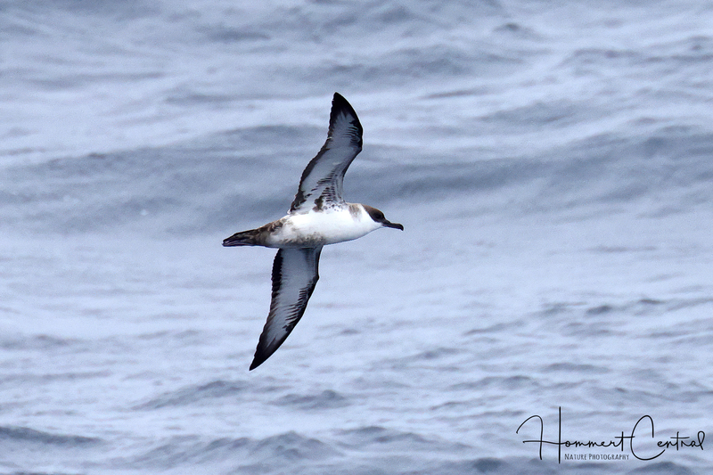 Great Shearwater (03).jpg