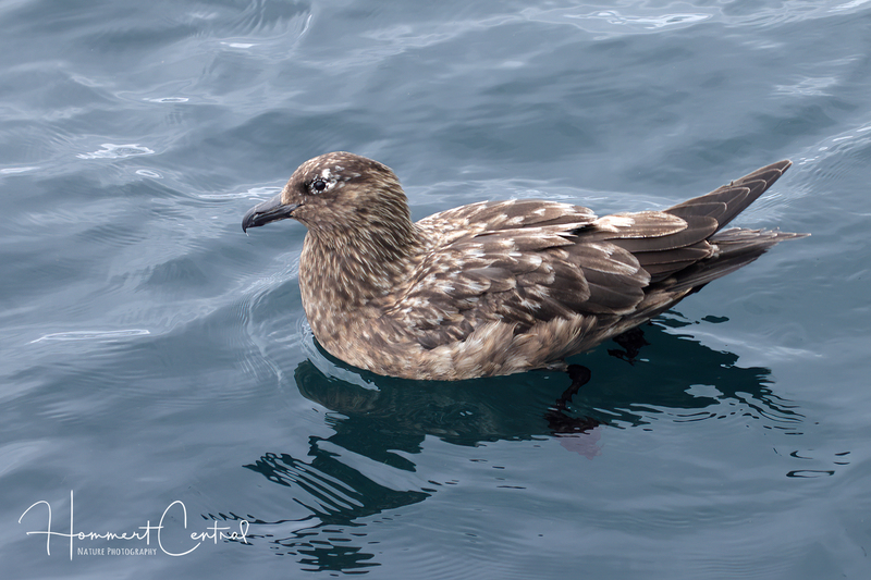 Great Skua (03).jpg