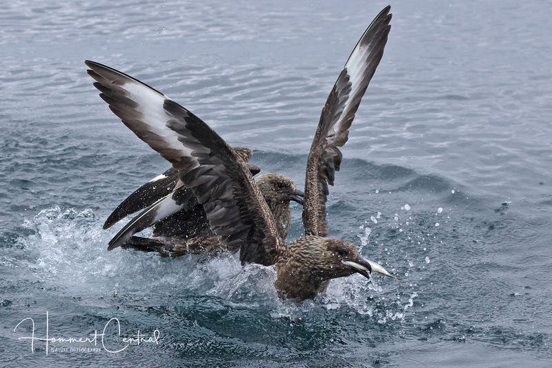 Great Skua (04).jpg