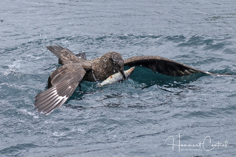Great Skua (05).jpg