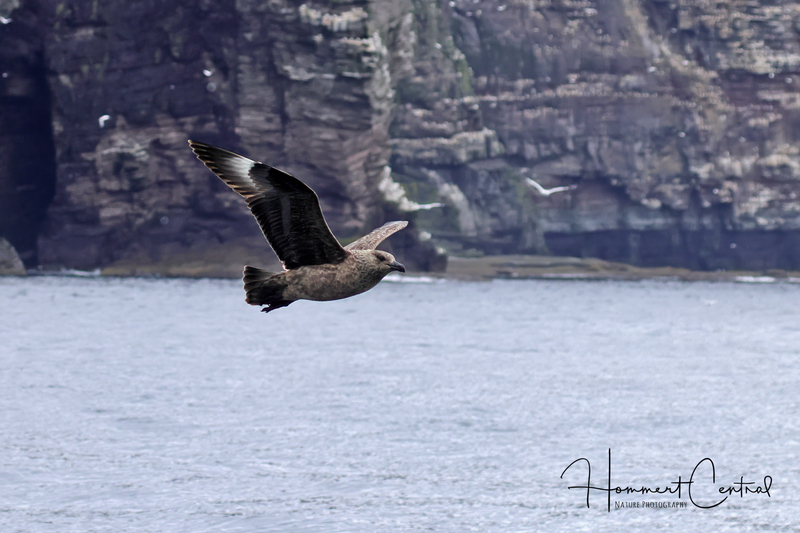 Great Skua (06).jpg